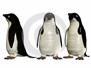 AdÃ©lie Penguin