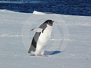 AdÃ©lie penguin Pygoscelis adeliae on the ice in the Ross Sea Antarctica
