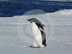 AdÃ©lie penguin Pygoscelis adeliae on the ice in the Ross Sea Antarctica