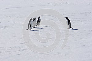 AdÃ©lie Penguins