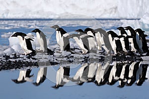 AdÃ©lie Penguins