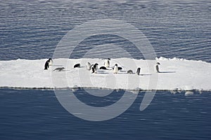 AdÃ©lie penguins on blocks of ice in the Weddell Sea.