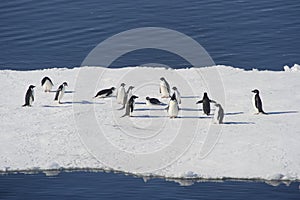 AdÃ©lie penguins on blocks of ice in the Weddell Sea.