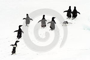 AdÃ©lie Penguins running on ice.