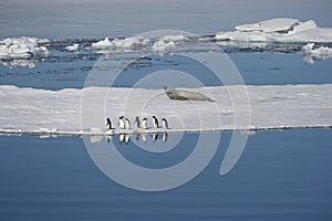 AdÃ©lie penguins and Weddell seals coexist in the Weddell Sea.