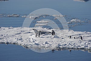 AdÃ©lie penguins and Weddell seals coexist in the Weddell Sea.