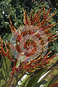 Aechmea blanchetiana bromeliad plant