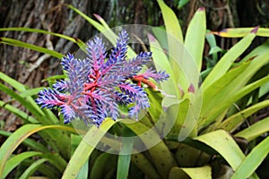 Aechmea Blue Tango Bromeliad flower