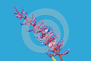 Aechmea Blue Tango flower