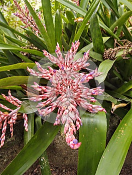 Aechmea bracteata plant photo