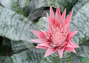 Aechmea. Bromeliad flower in bloom in springtime