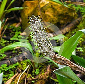 Aechmea bromeliifolia is a bromeliad native to southern Mexico, Central America, and South America photo