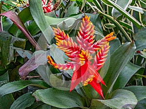 Aechmea Coelestis, tropical blooming plant