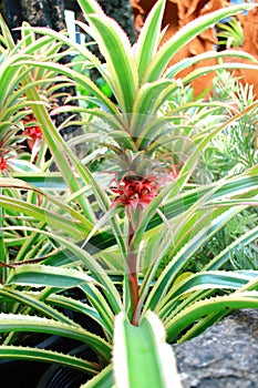 Aechmea fasciata