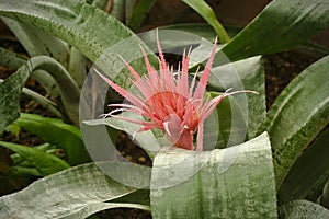 Aechmea fasciata