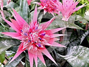 Aechmea fasciata beautiful pink flower close-up stock images photo
