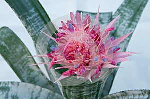 Aechmea fasciata (Bromeliaceae Pineapple)