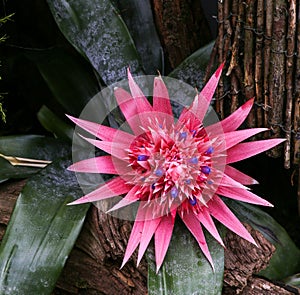 Aechmea fasciata Bromeliad