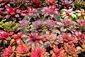 Aechmea fasciata plant garden background in colorful vibrant shades of red, pink, purple, white and green color
