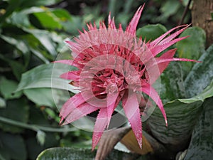 Aechmea Fasciata Primera Bromeliad