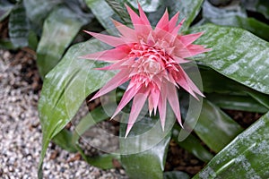 Aechmea fasciata or silver vase or urn plant