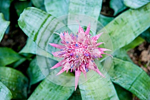 Aechmea fasciata Silver vase or Urn plant is a species of flowering plant in the bromeliad family, native to Brazil. Bromeliad