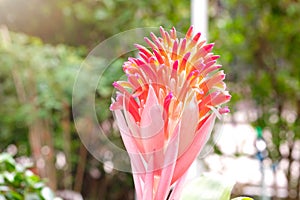 Aechmea fasciata, Urn Plant, Bromeliaceae, guzmania. Bromeliad or vriesea flower in garden. Close up of orange bromeliad flower.