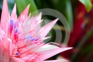 Aechmea flower closeup