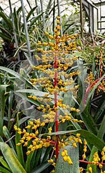 Aechmea fulgens, the coralberry, is a bromeliad from Brazil