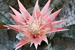 Aechmea Primera