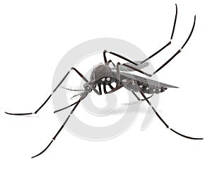 Aedes Aegypti