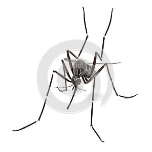 Aedes Aegypti