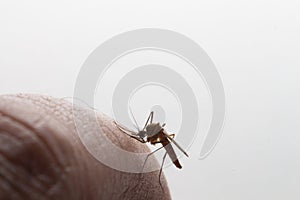 Aedes aegypti. Close up a Mosquito sucking human blood