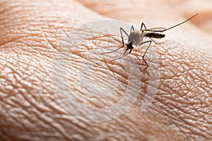 Aedes aegypti. Close up a Mosquito sucking human blood