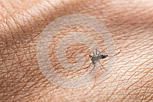 Aedes aegypti. Close up a Mosquito sucking human blood.