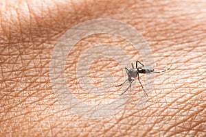 Aedes aegypti. Close up a Mosquito sucking human blood.