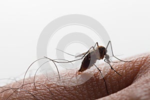 Aedes aegypti. Close up a Mosquito sucking human blood,