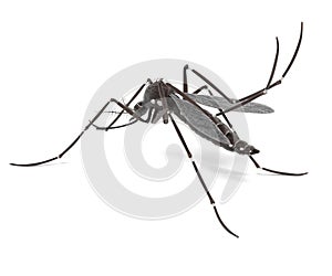 Aedes Aegypti photo