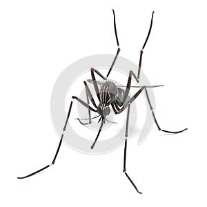 Aedes Aegypti photo