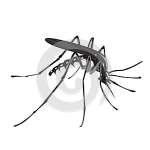 Aedes aegypti photo