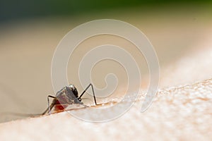 Aedes aegypti Mosquito.