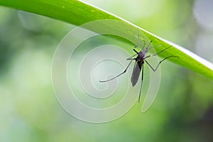Aedes aegypti Mosquito. Close up a Mosquito Mosquito on leaf,Mosquito Vector-borne diseases,Chikungunya.Dengue fever.Rift Valley