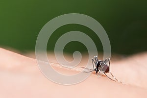 Aedes aegypti Mosquito. Close up a Mosquito sucking human