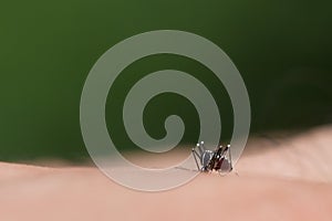 Aedes aegypti Mosquito. Close up a Mosquito sucking human