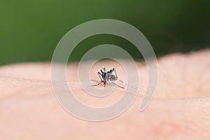 Aedes aegypti Mosquito. Close up a Mosquito sucking human