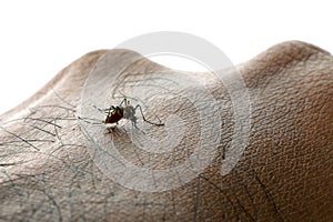 Aedes aegypti Mosquito. Close up a Mosquito sucking human blood