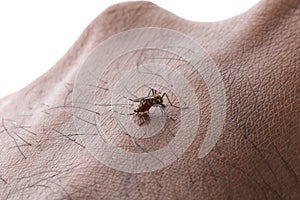 Aedes aegypti Mosquito. Close up a Mosquito sucking human blood