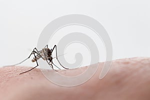 Aedes aegypti Mosquito. Close up a Mosquito sucking human blood