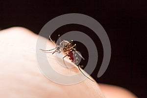 Aedes aegypti Mosquito. Close up a Mosquito sucking human blood