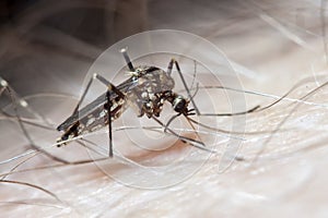 Aedes aegypti mosquito on human skin photo